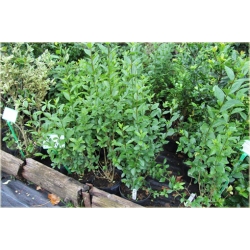 krzewy Ligustr pospolity K52