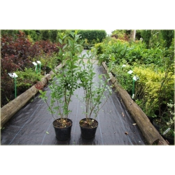 krzewy Ligustr pospolity K52