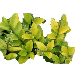 krzewy Ligustr Vicaryi K162