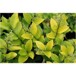 krzewy Ligustr Vicaryi K162