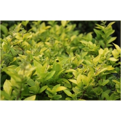 krzewy Ligustr Vicaryi K162