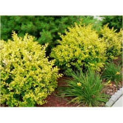 krzewy Ligustr Vicaryi K162