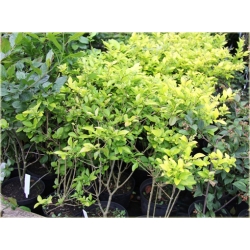 krzewy Ligustr Vicaryi K162