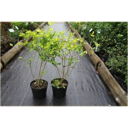 krzewy Ligustr Vicaryi K162