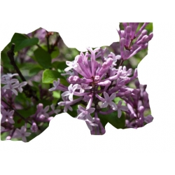 krzewy Bez Lilak Meyera Palibin K27