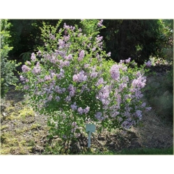 krzewy Bez Lilak Meyera Palibin K27