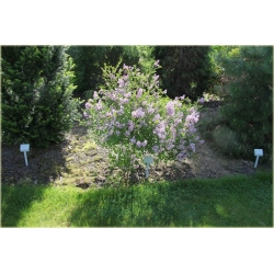 krzewy Bez Lilak Meyera Palibin K27