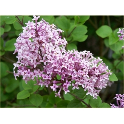 krzewy Bez Lilak Meyera Palibin K27