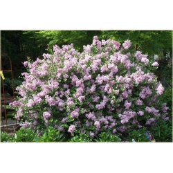 krzewy Bez Lilak Meyera Palibin K27