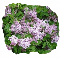 krzewy Lilak omszony Miss Kim K43