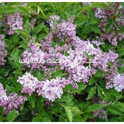 krzewy Lilak omszony Miss Kim K43
