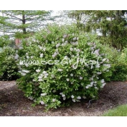 krzewy Lilak omszony Miss Kim K43