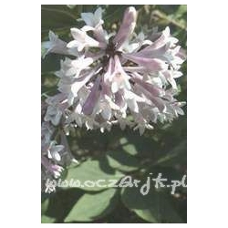 krzewy Lilak omszony Miss Kim K43