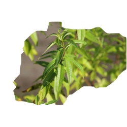 krzewy Lippia cytrynowa K200