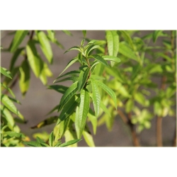 krzewy Lippia cytrynowa K200