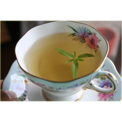 krzewy Lippia cytrynowa K200