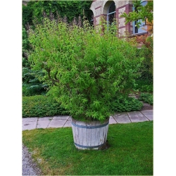 krzewy Lippia cytrynowa K200