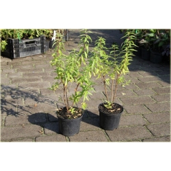 krzewy Lippia cytrynowa K200