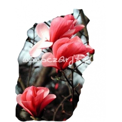  krzewy Magnolia Dan Xin czerwona K67