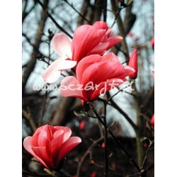 krzewy Magnolia Dan Xin czerwona K67