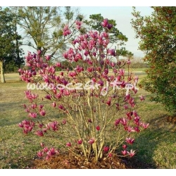 krzewy Magnolia Dan Xin czerwona K67