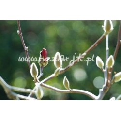 krzewy Magnolia Dan Xin czerwona K67