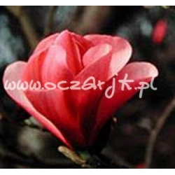 krzewy Magnolia Dan Xin czerwona K67