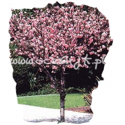 krzewy Migdałowiec trójklapowy K214