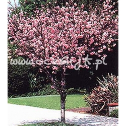 krzewy Migdałowiec trójklapowy K214