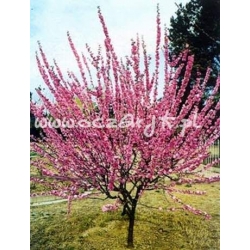 krzewy Migdałowiec trójklapowy K214