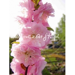 krzewy Migdałowiec trójklapowy K214