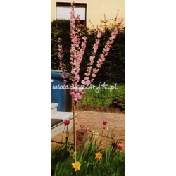 krzewy Migdałowiec trójklapowy K214