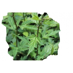 krzewy Neillia chińska K175