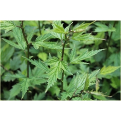 krzewy Neillia chińska K175