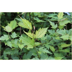 krzewy Neillia chińska K175