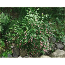 krzewy Neillia chińska K175