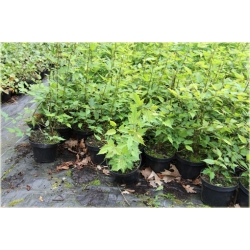 krzewy Neillia chińska K175