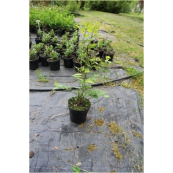 krzewy Neillia chińska K175