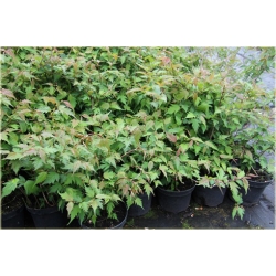 krzewy Neillia chińska K175