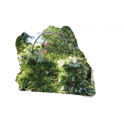 krzewy Obiela wielkokwiat groniasta K32