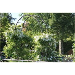 krzewy Obiela wielkokwiat groniasta K32