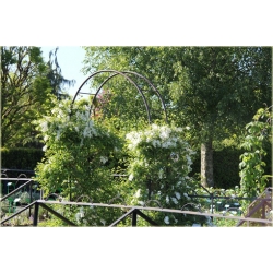 krzewy Obiela wielkokwiat groniasta K32