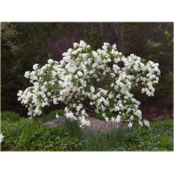 krzewy Obiela wielkokwiat groniasta K32