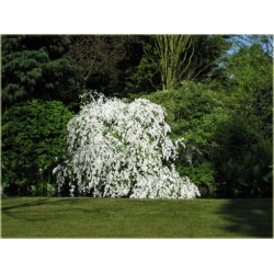 krzewy Obiela wielkokwiat groniasta K32