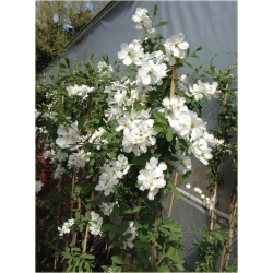 krzewy Obiela wielkokwiat groniasta K32