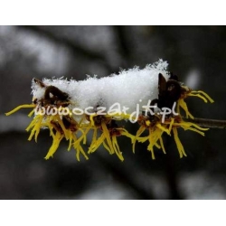 krzewy Oczar jap Flavopurpurescens K5