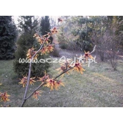 krzewy Oczar jap Flavopurpurescens K5