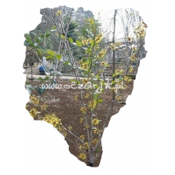 krzewy Oczar omszony K34