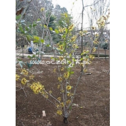 krzewy Oczar omszony K34