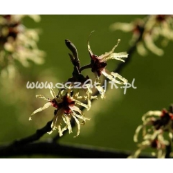 krzewy Oczar omszony K34